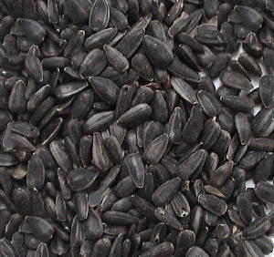 black sunflower seeds for horses sunflower seeds for horses flowers ideas black sunflower seeds for horses sunflower seeds for horses flowers ideas